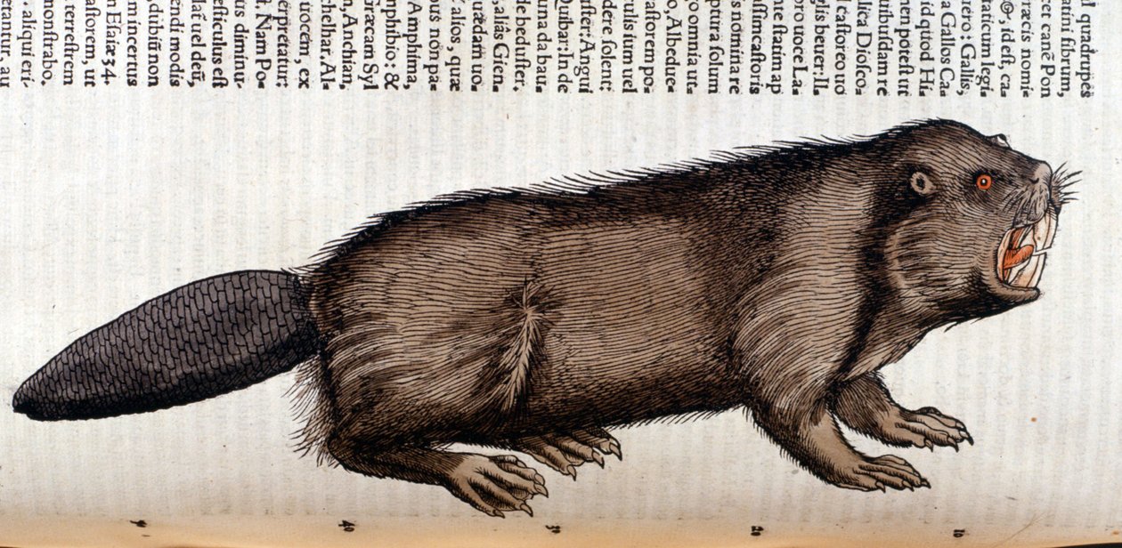 Castor - dans « Historia Animalium » de Conrad Gesner, Tiguri - Unknown artist