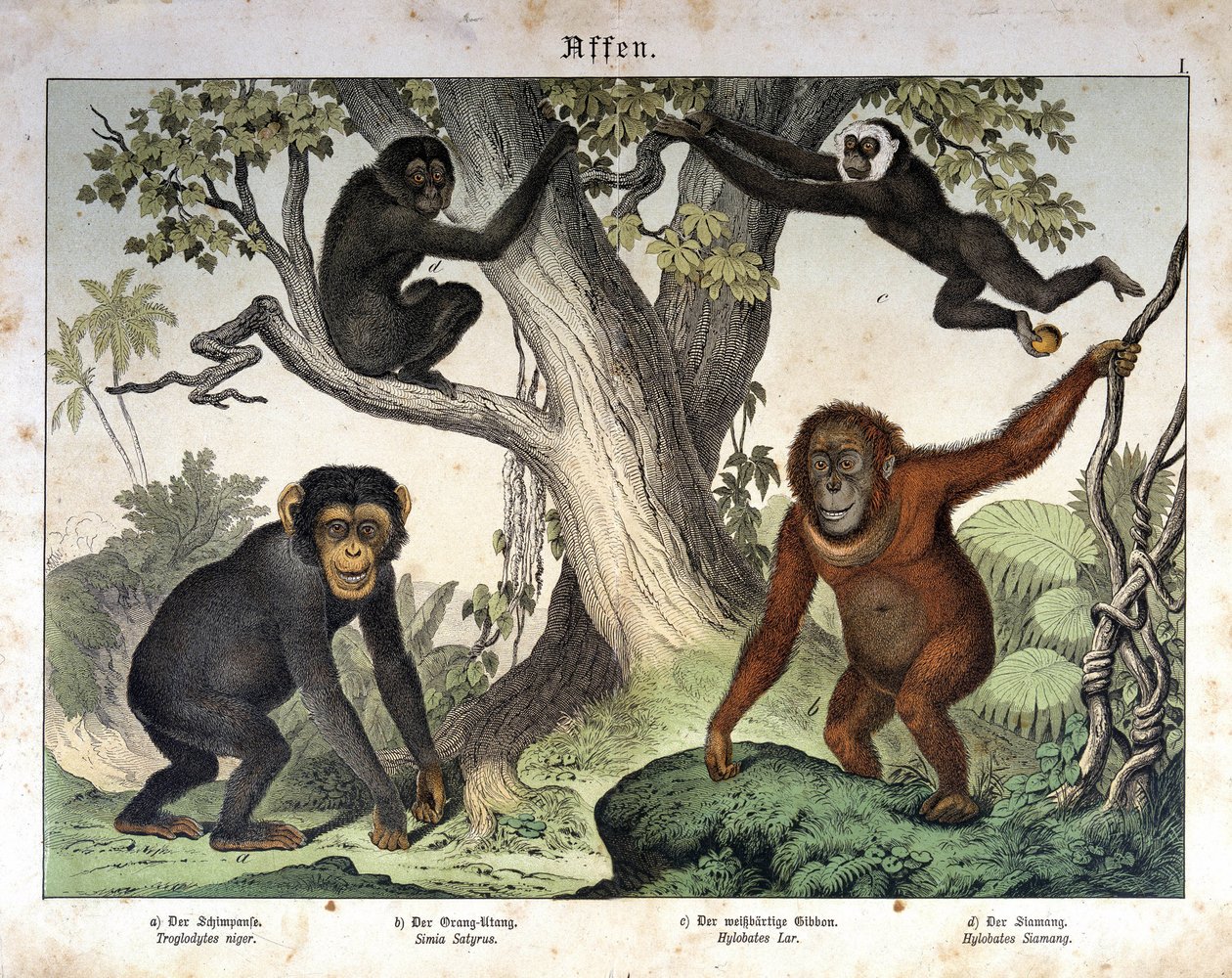 Singe chimpanzé, orang-outan (orang-outan, orang-outang, orang-utang)... - dans "Histoire naturelle des mammifères", éd. Schreiber, Munich - Unknown artist