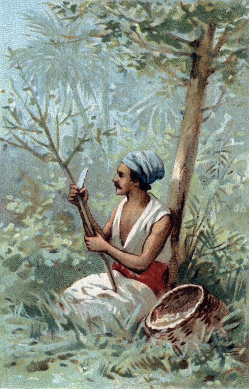 Écorce de cannelle à Ceylan. Chromolithographie de la fin du 19ème siècle. - Unknown artist