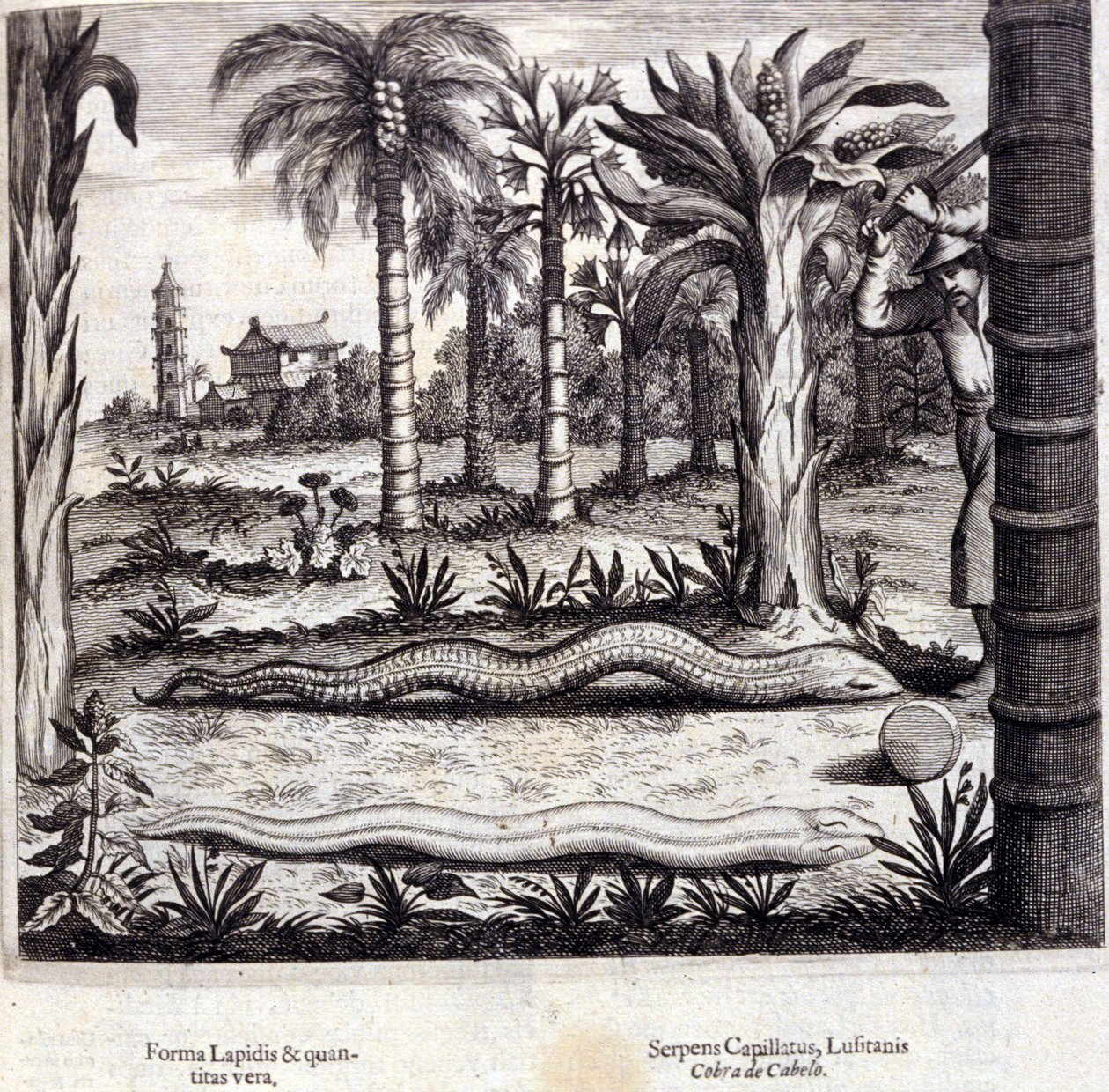 Cobra et serpent venimeux d