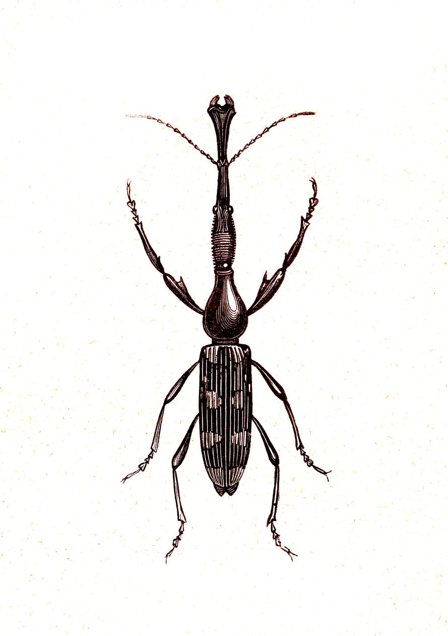 Coléoptères : Brenthus Temminchii - Unknown artist