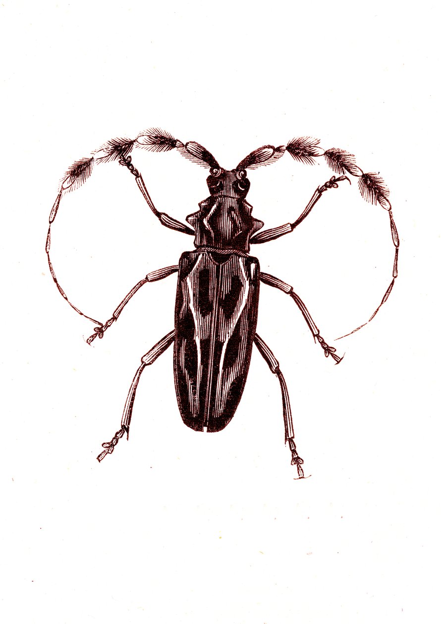 Coléoptères : Lophocerus barbatus - Unknown artist