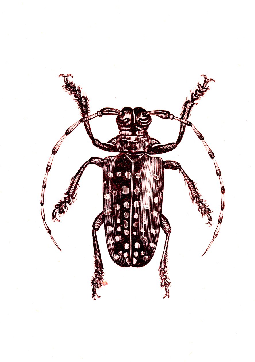 Coléoptères : Ophoptera Tollii - Unknown artist