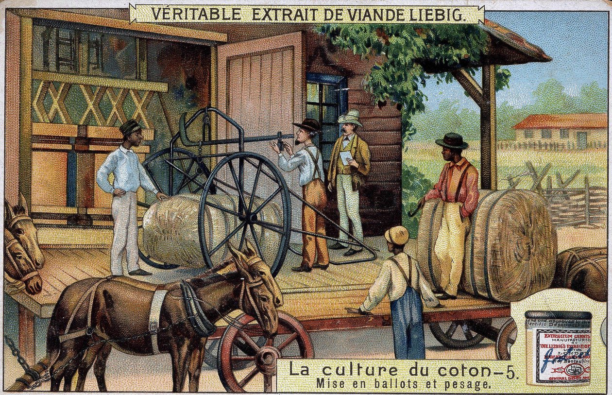 Culture du coton : Balles et pesée (USA) Chromolithographie Liebig du 19ème siècle - Unknown artist