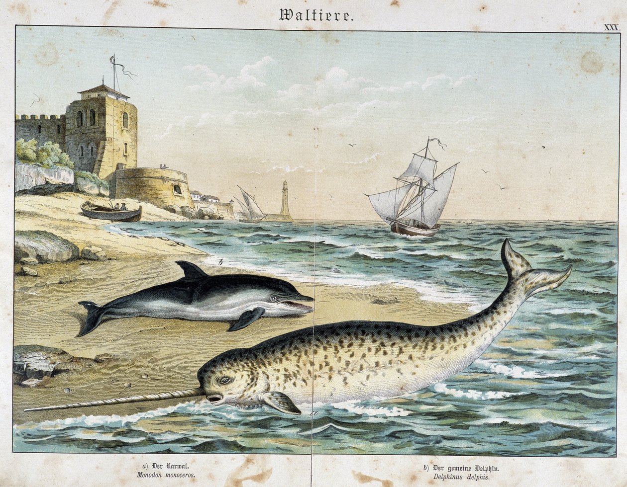 Dauphin et Narval (ou Narhwal), un cétacé - dans "Histoires naturelles des mammifères", éd. Schreiber - Unknown artist