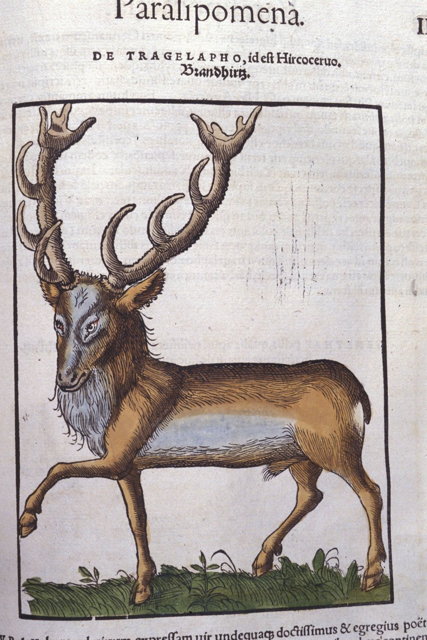 Le cerf d