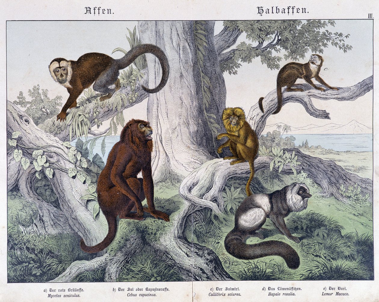 Différentes races de singes - Unknown artist