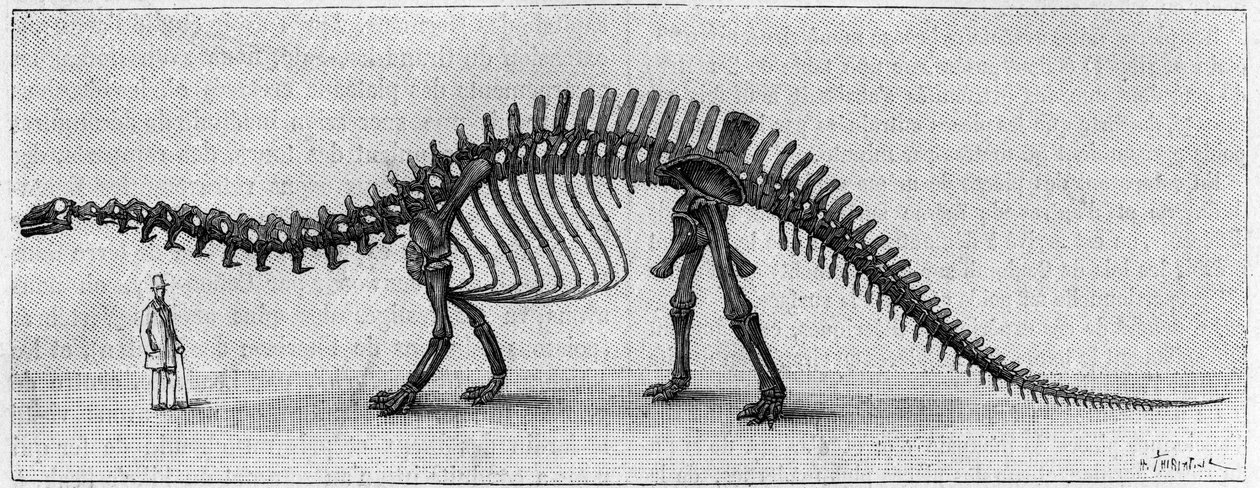 Squelette de dinosaure : « Brontosaurus excelsus », Jurassique supérieur des Montagnes Rocheuses. - Unknown artist