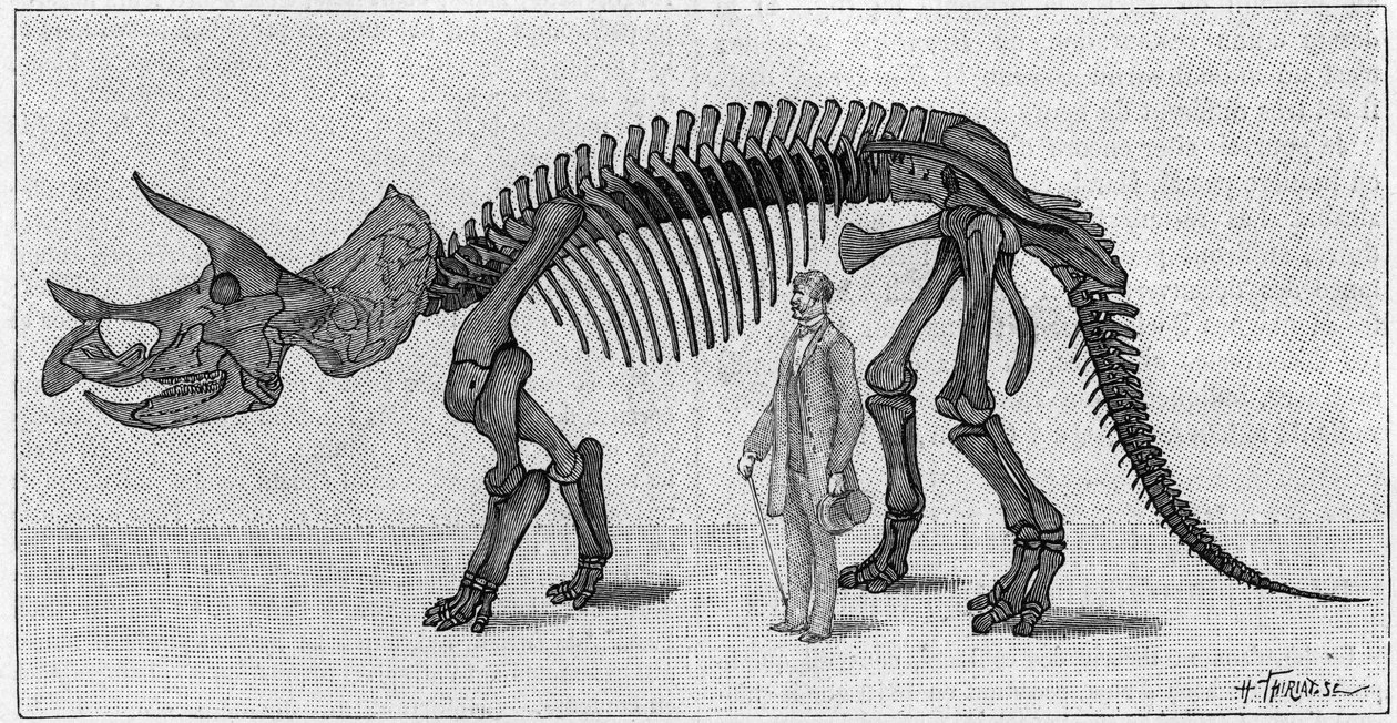 Squelette de dinosaure : « Triceratops prorsus », March. Crétacé supérieur des Montagnes Rocheuses. Reproduction du dessin communiqué par M. March à Albert Gaudry de l