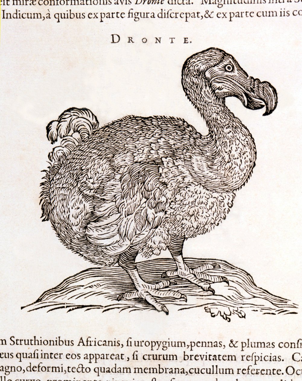 Dodo ou Dronte. Oiseau disparu - dans « De Indiae utriusque re naturali et medica » de Gulielmi Pisonis, Amsterdam - Unknown artist
