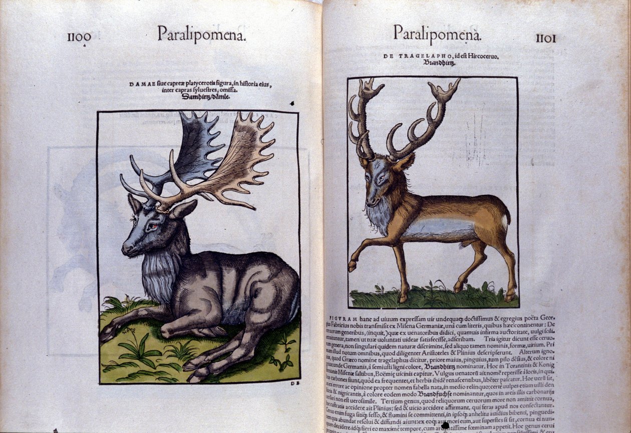 Double page de cerfs dans Historia Animalium de Conrad Gesner, Tiguri - Unknown artist