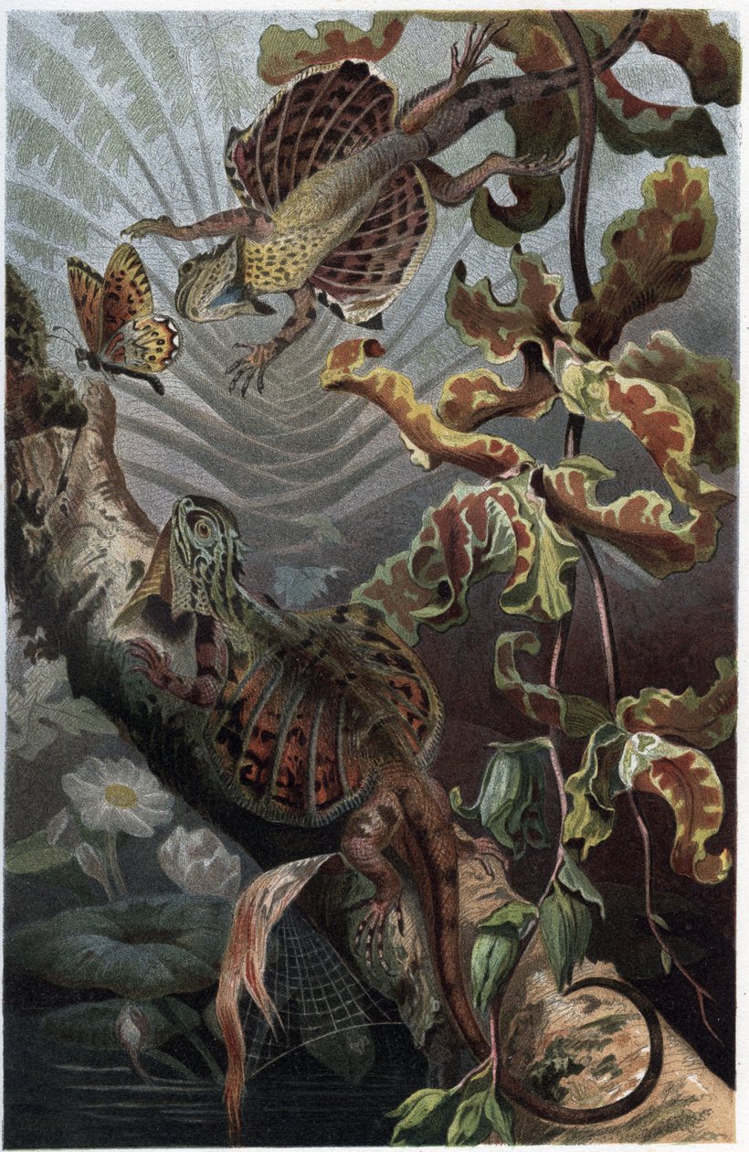 Draco volans, variété de lézard arboricole - gravure de « La Vie des Animaux » par Alfred Edmund Brehm - Unknown artist