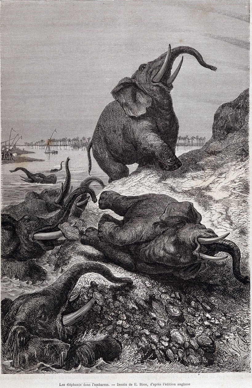 Éléphants grimpant la berge d