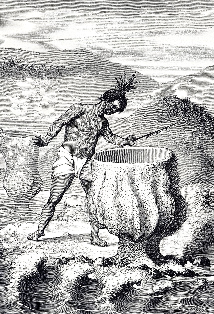 Gravure représentant une variété d