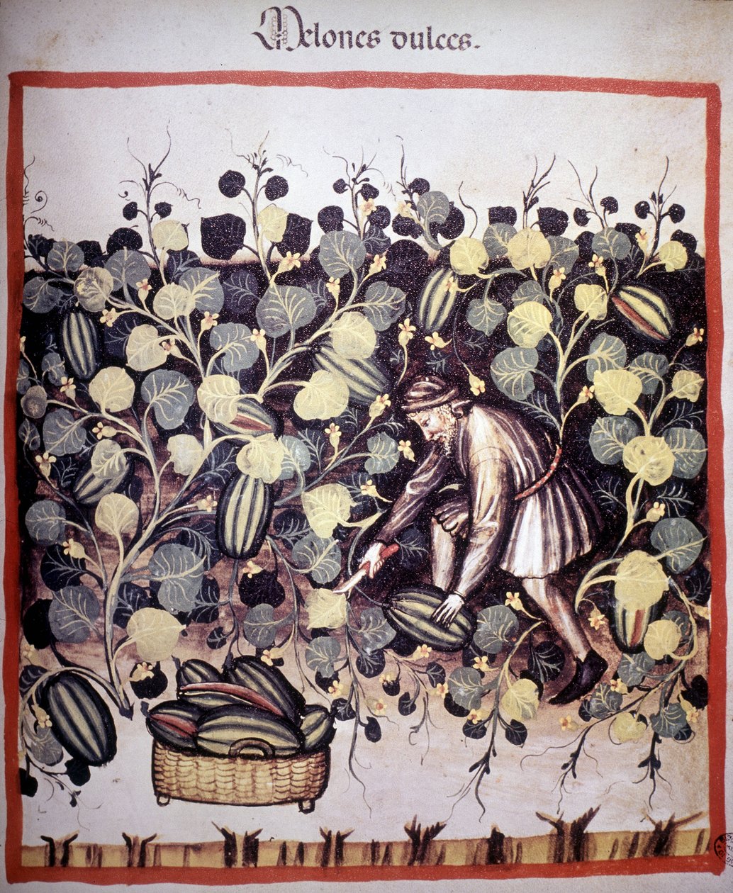 Gravure représentant la récolte de melons du « Tacuinum Sanitatis » - Unknown artist