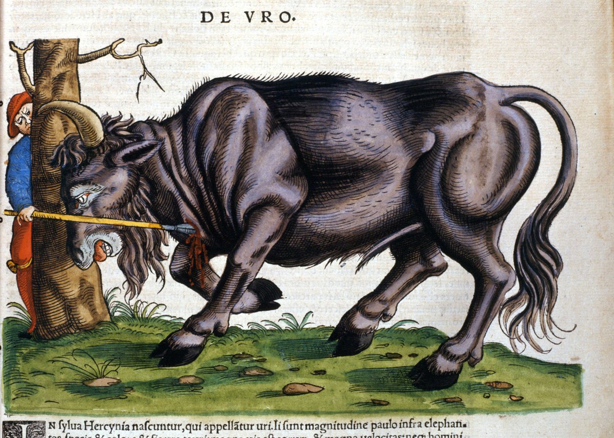 Bison européen (Bos primigenius primigenius) dont la race s