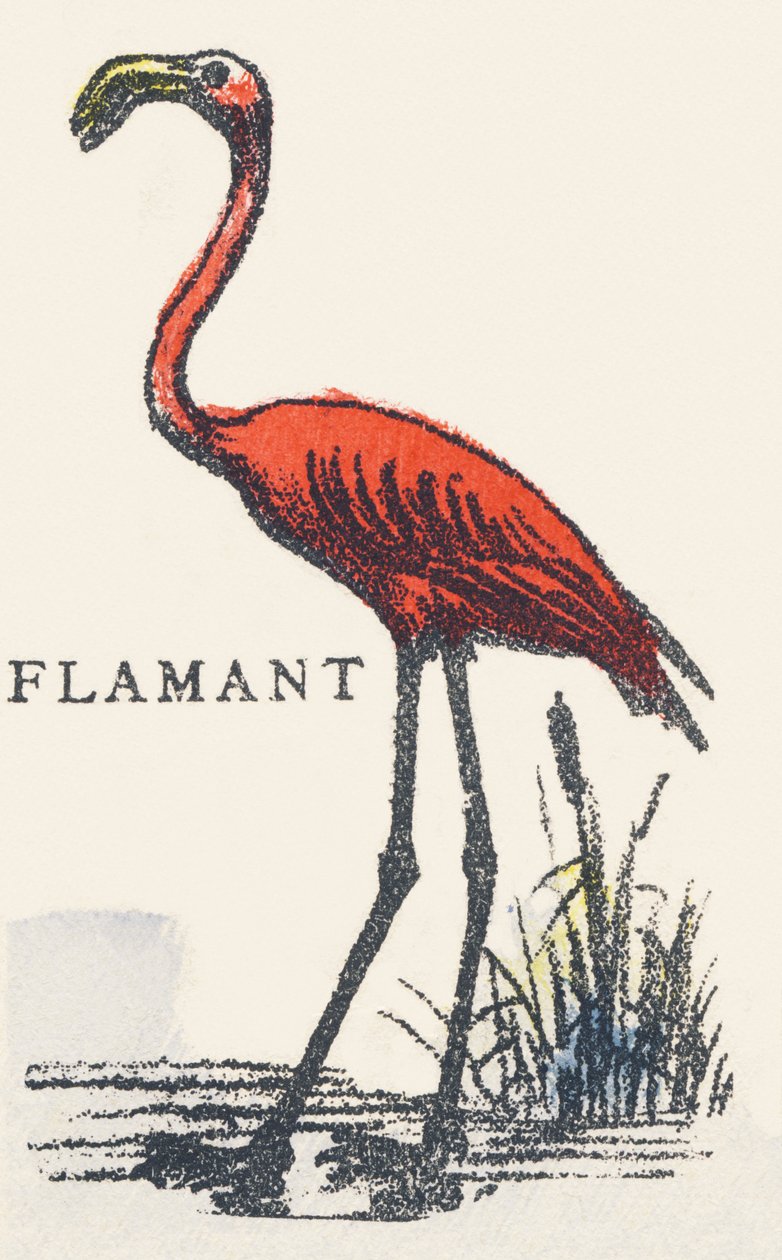F: flamant - Unknown artist