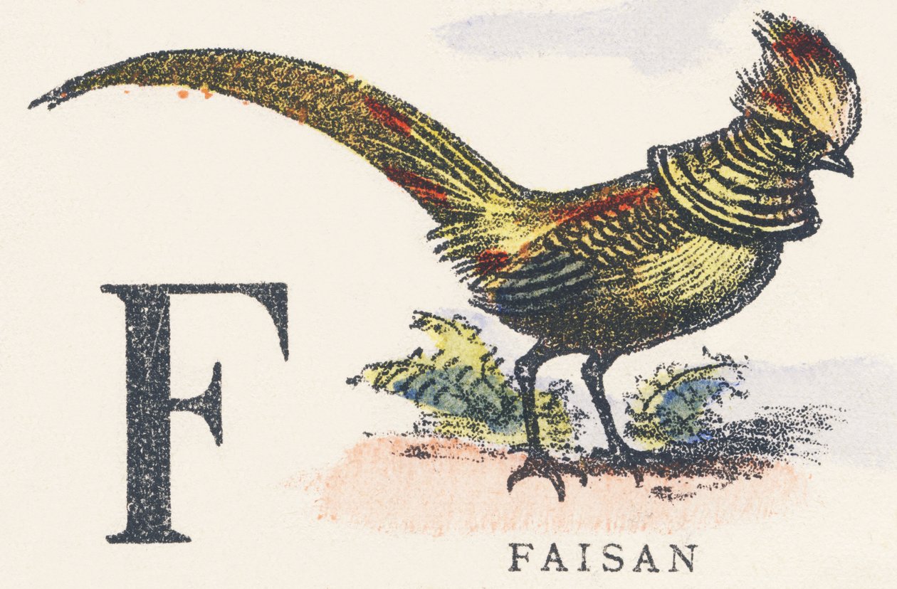 F : faisan - Unknown artist