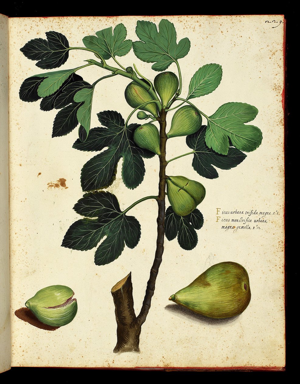 Figue et branche de figuier Planche botanique tirée d