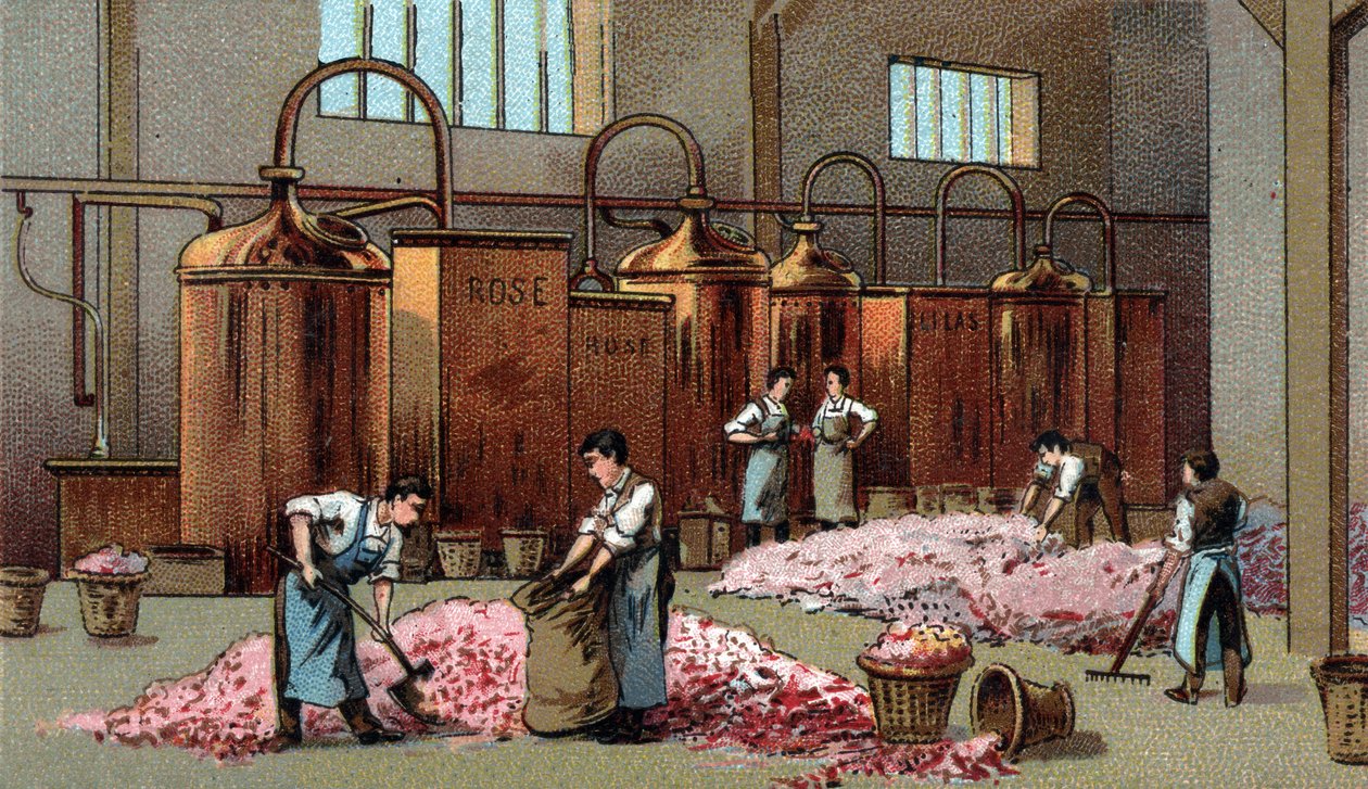 Distillerie de fleurs pour la production d