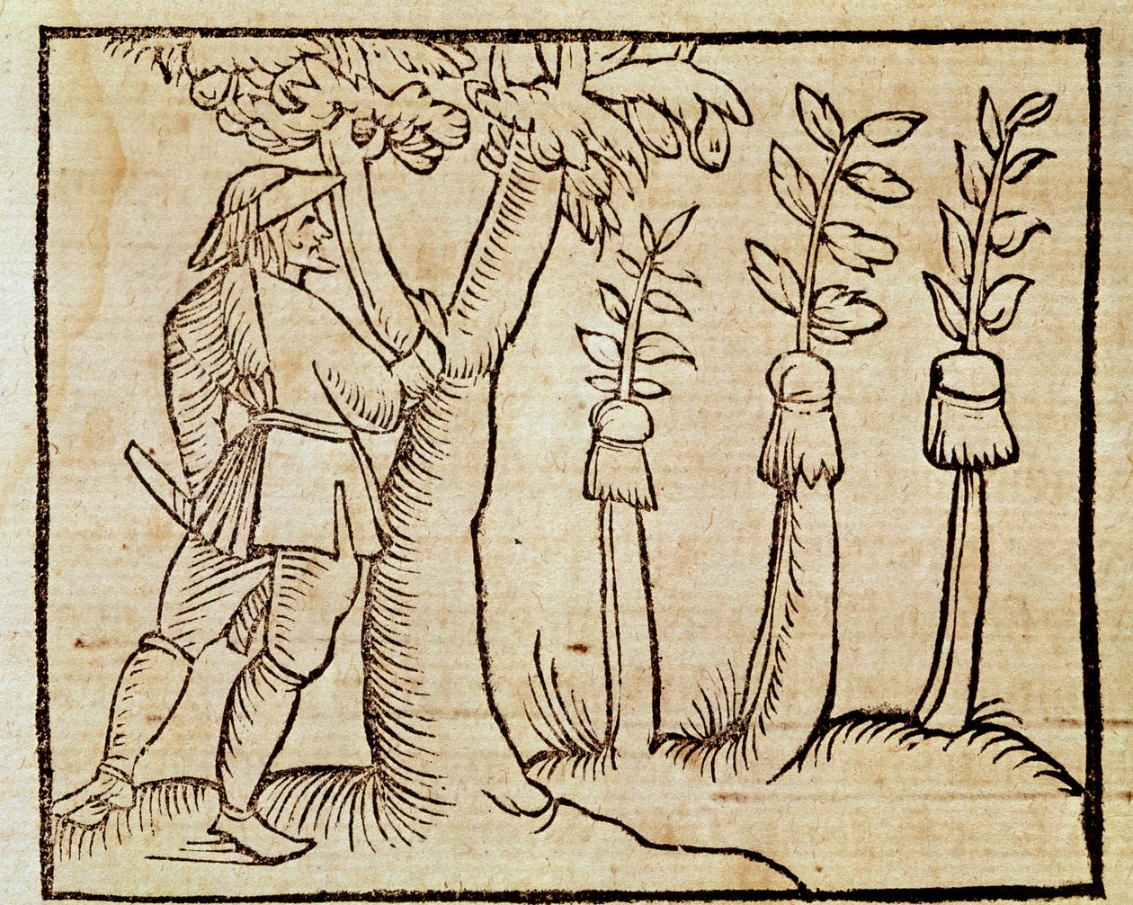 Greffage des arbres, illustration de De Agricoltura Vulgare, par Pier Crescenzio (1233-1320), édition publiée à Venise - Unknown artist