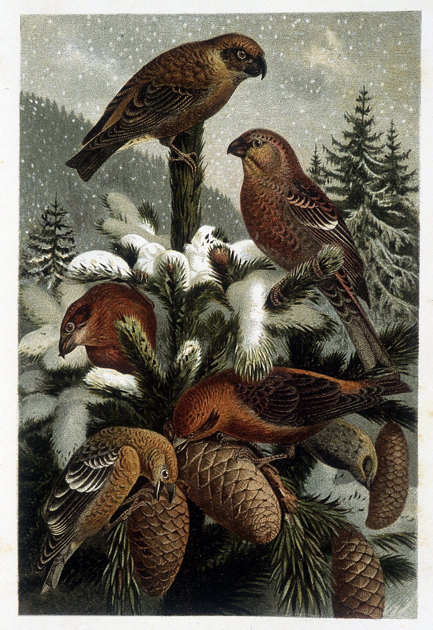 Guiffolotto delle pinete e crocieri (Bouvreuils) - dans "La vie des animaux" par A. E. Brehm, Turin - Unknown artist