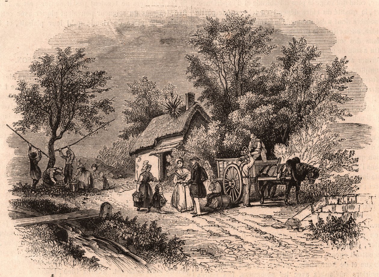Récolte de pommes en Normandie, France - Unknown