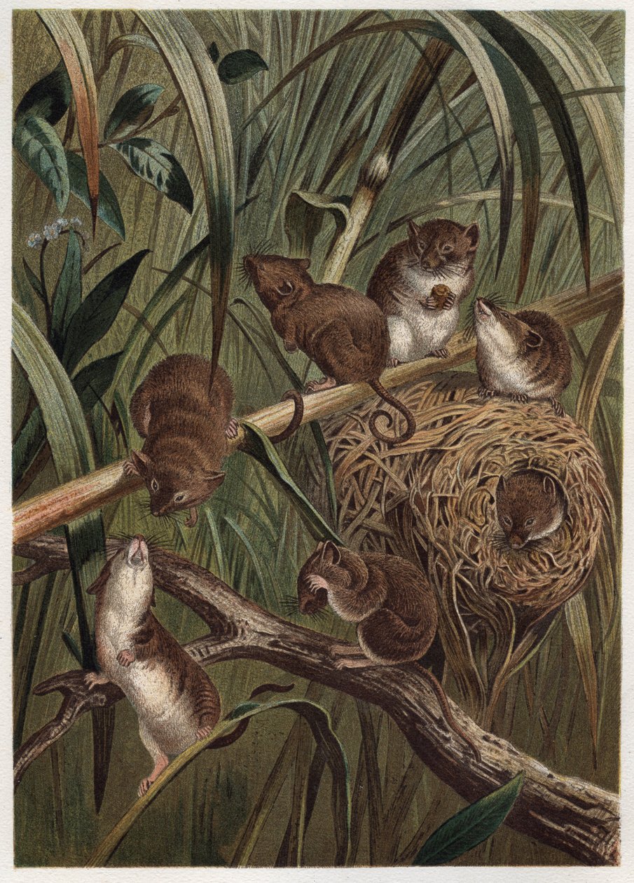 Souris des moissons (ou souris naine) - Souris des moissons eurasienne (Micromys minutus) - gravure de "La vie des animaux" d