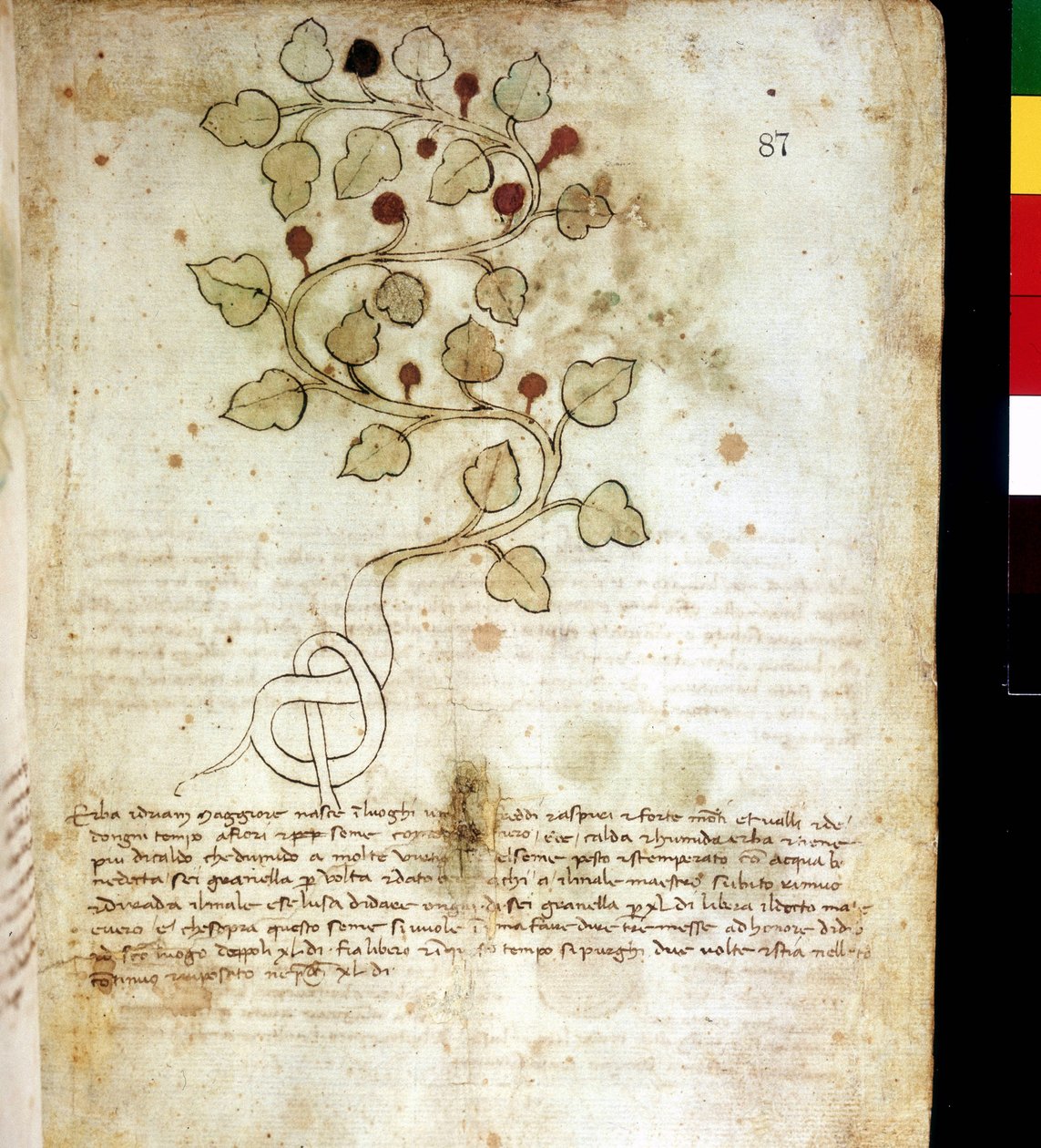 Herbe "Idriam Maggiore" ou herbe "en forme de nœud simple". Planche botanique, Biblioteca comunale di Rimini - Unknown artist