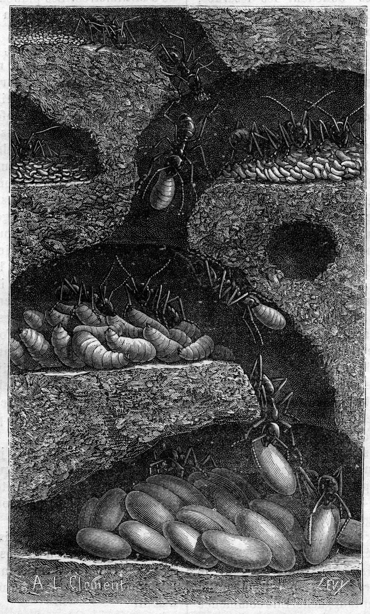 Logement des œufs et des larves dans une fourmilière. Gravure dans "Le Journal de la Jeunesse" de 1888. - Unknown artist