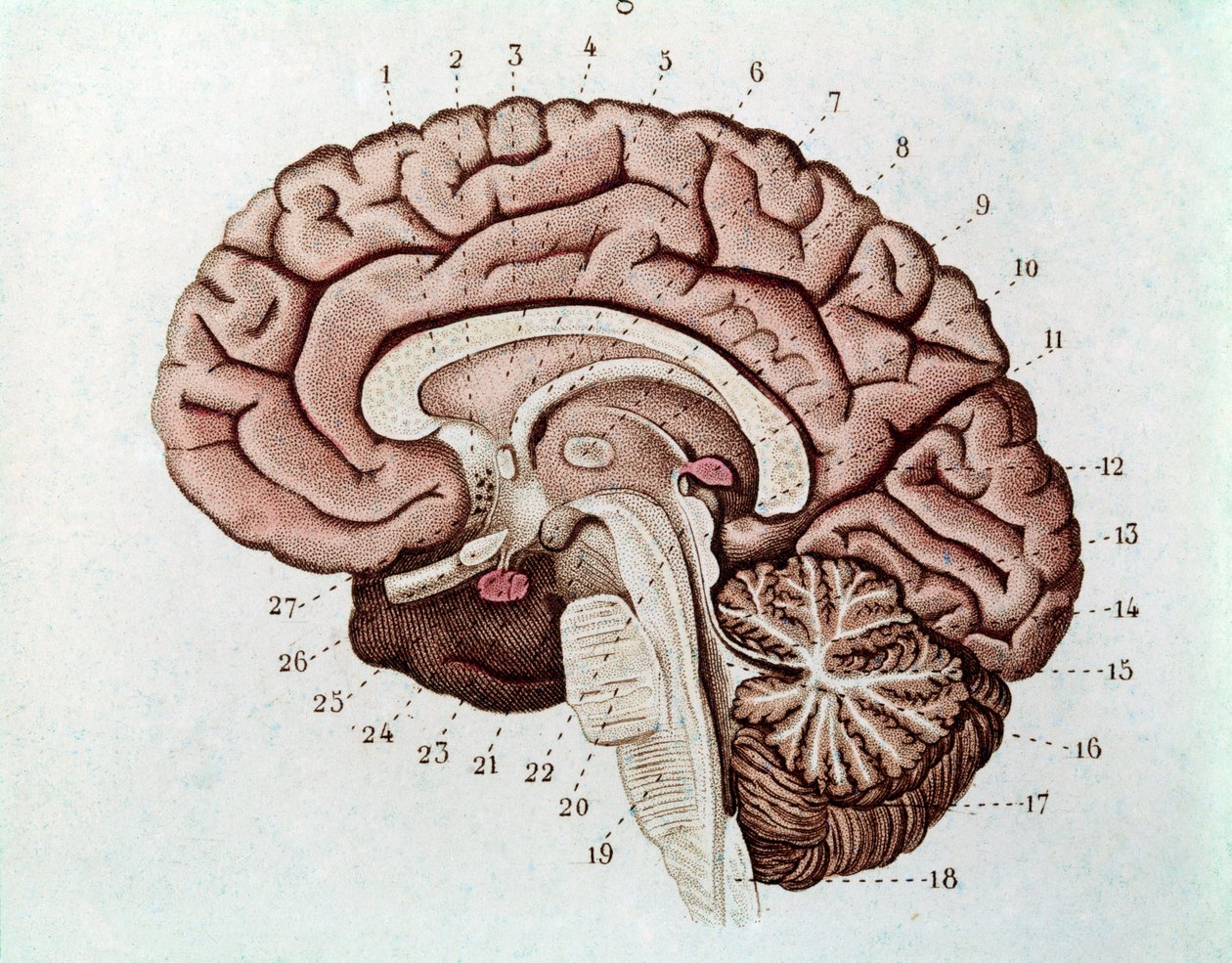 Section du cerveau humain avec hémisphères cérébraux et cervelet - Unknown artist