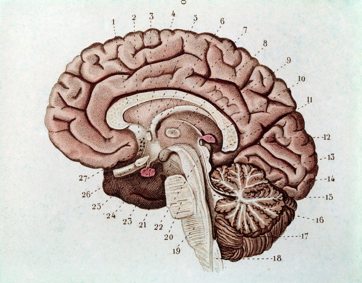 Coupe du cerveau humain avec hémisphères cérébraux et cervelet (gravure)