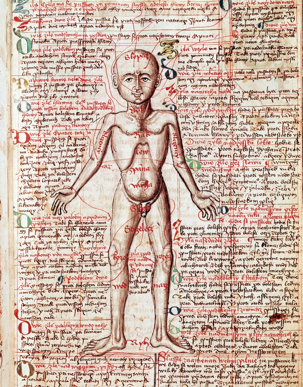 Corps humain (gravure du « Tractatus de pestilentia ») - Unknown artist