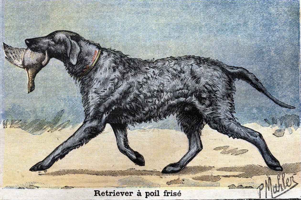 Chien de chasse : Retriever à poil bouclé - Unknown artist
