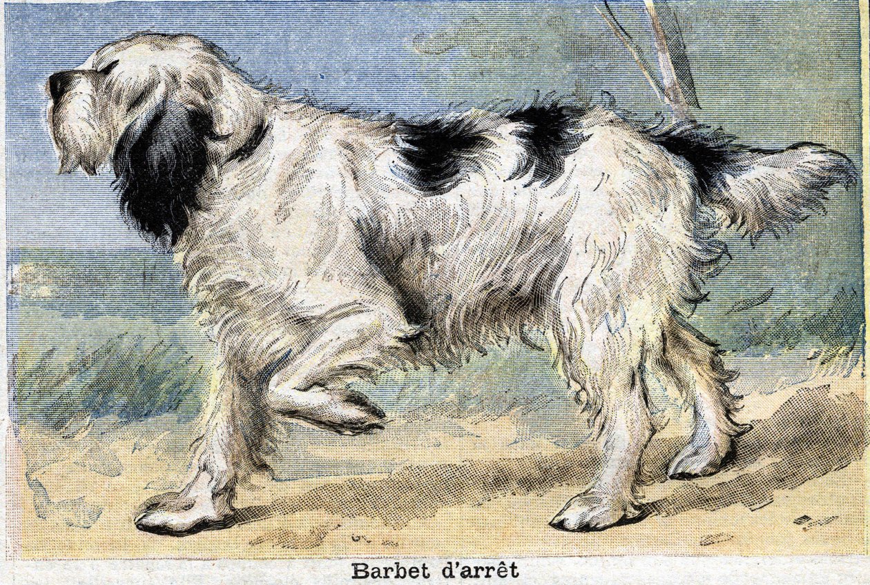 Chien de chasse : Barbet en arrêt - Unknown artist