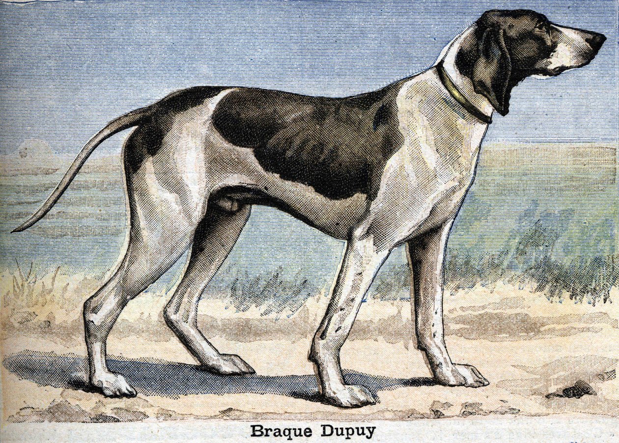 Chien de chasse : Braque Dupuy - Unknown artist