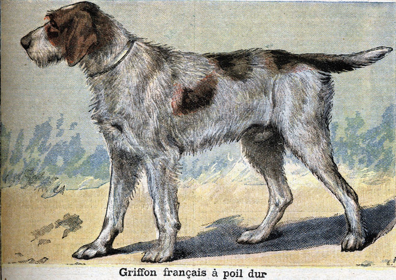 Chien de chasse : Griffon français à poil dur - Unknown artist