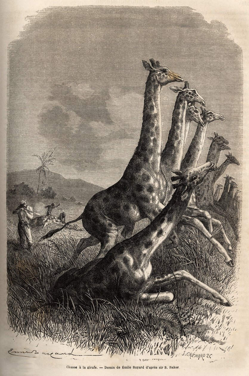 Chasse à la girafe, le narrateur tire sur son gibier et ses guides achèvent une première girafe abattue. Gravure pour illustrer l