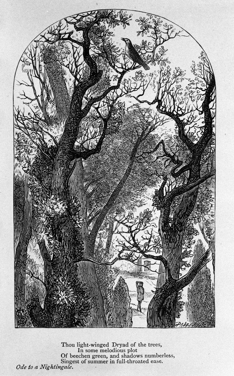 Illustration pour « Ode à un rossignol » du poète John Keats (1795-1821) 19ème siècle - Unknown artist