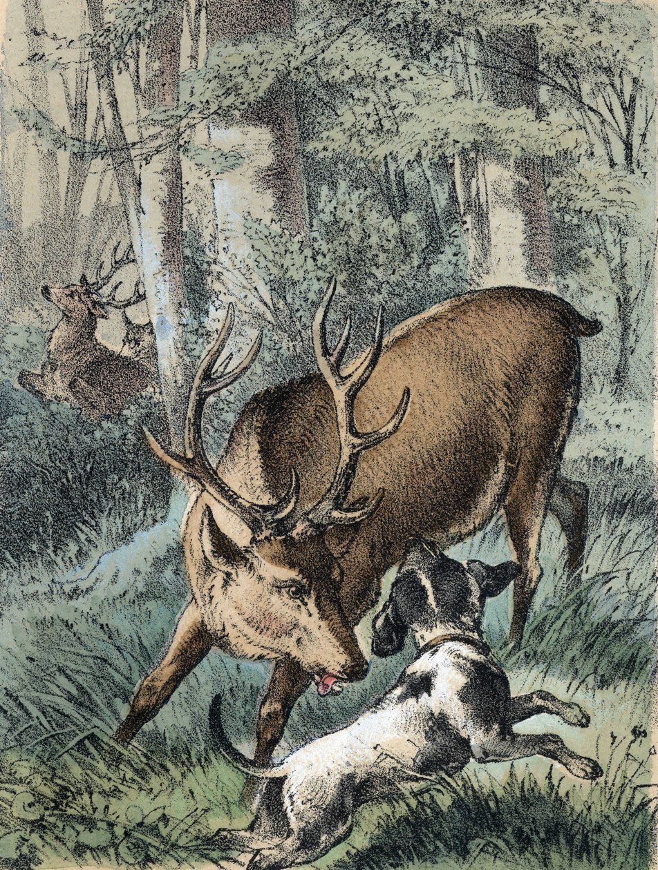 Illustration des contes de Franz Hoffmann « Contes et Fables - Les 2 cerfs » : un cerf s