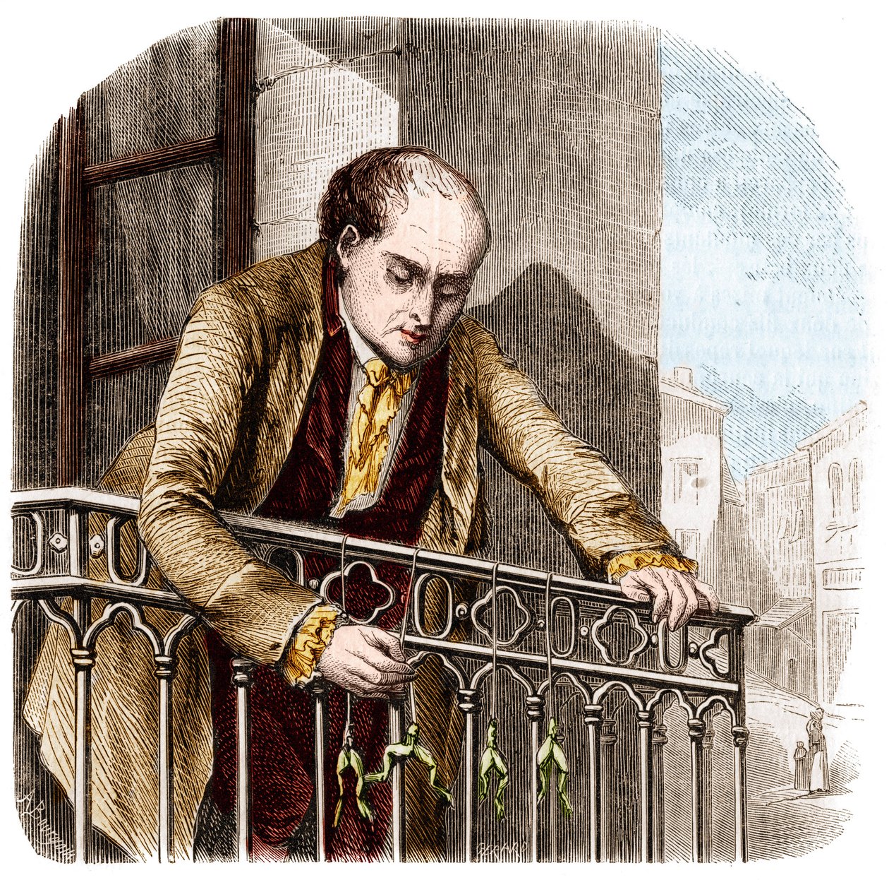 Illustration des expériences de Luigi Galvani, physicien et médecin italien (1737-1798) avec des grenouilles - Unknown artist