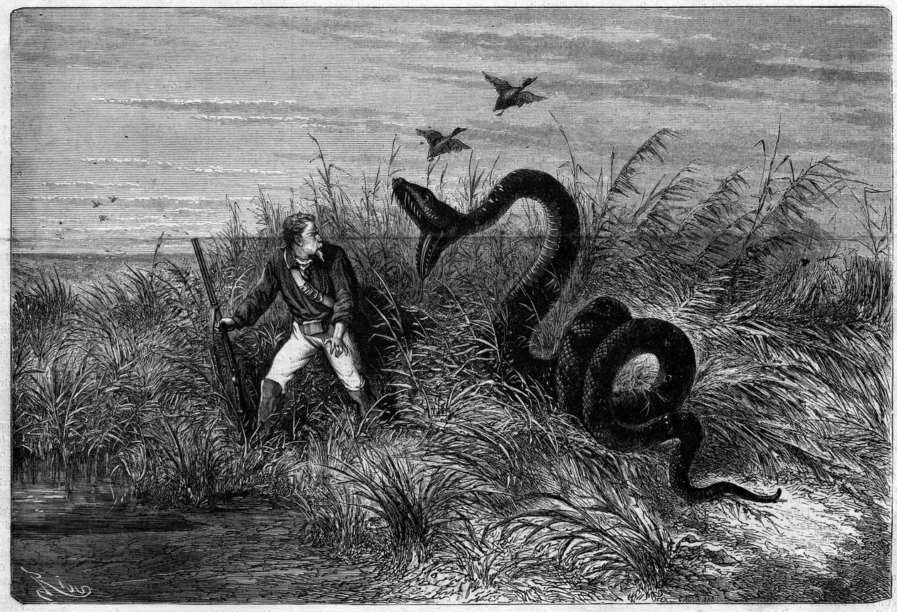 Incident dans la savane lors d