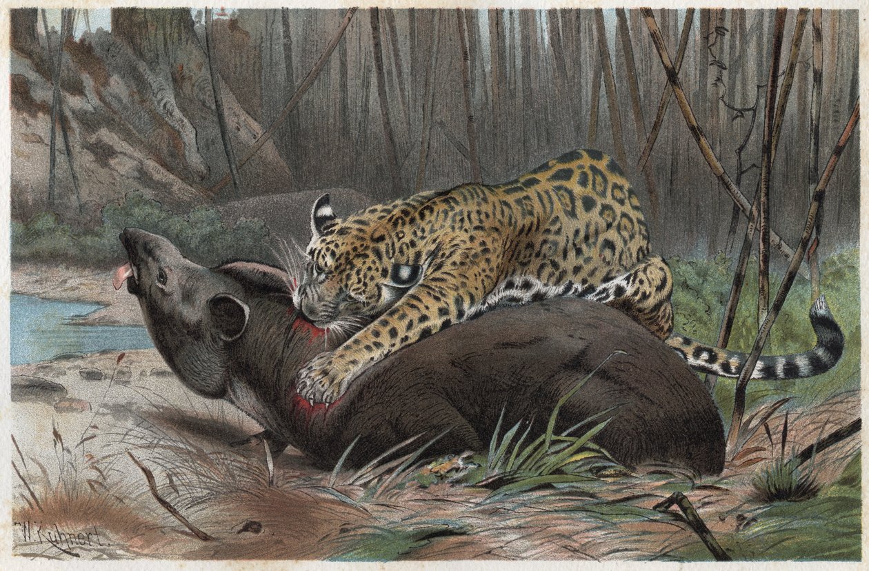 Jaguar (Panthera onca) - gravure de "La Vie des Animaux" par Alfred Edmund Brehm (1829-1884) - Unknown artist