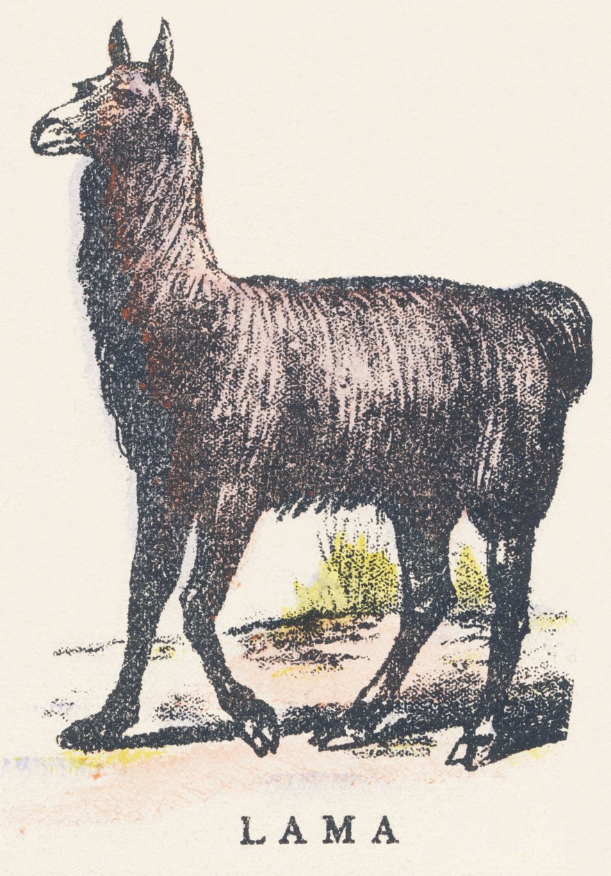 L : lama - Unknown artist