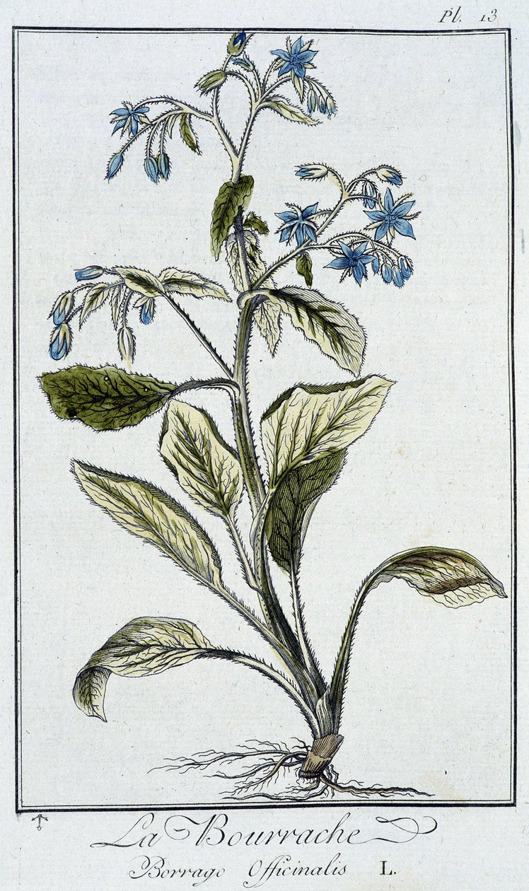 La Bourrache (Borrage Officinalis) - dans "Exercises de botanique à l