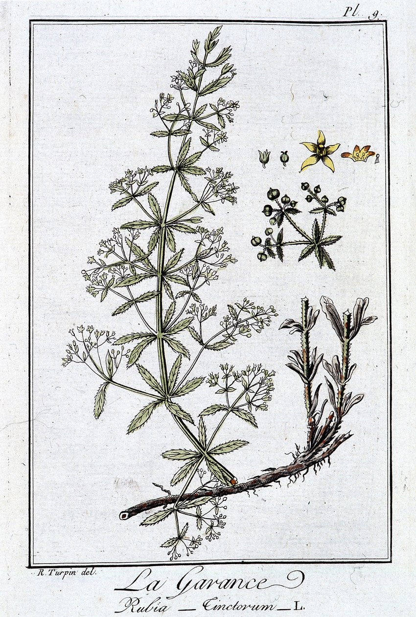La Garance (Rubia Tinctorum) - dans "Exercices de botanique à l