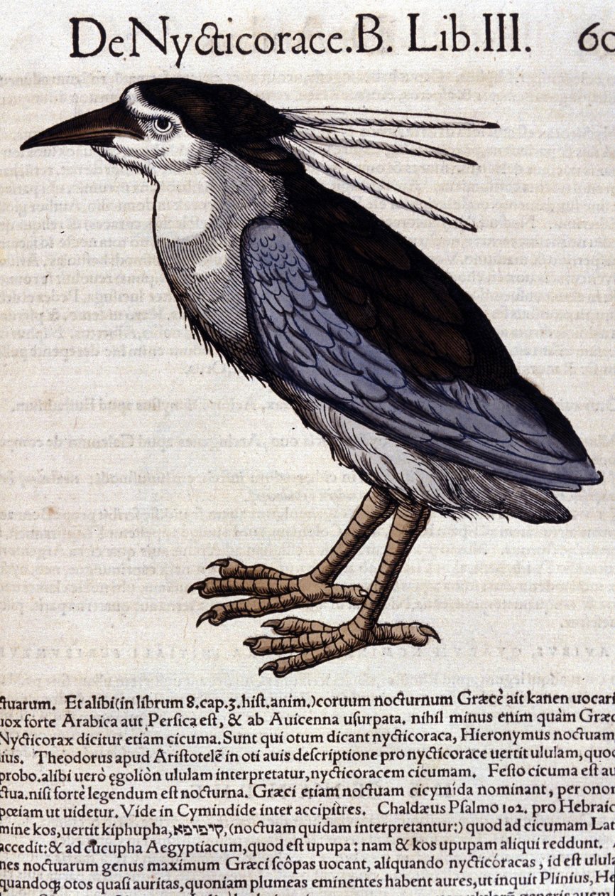 Le bihoreau dans Historia Animalium de Conrad Gesner (1516 - 1565), Tiguri - Unknown artist