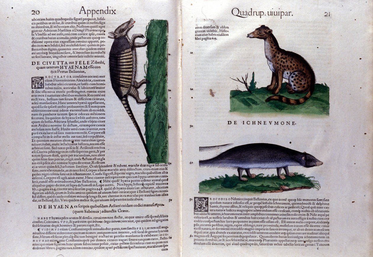 La civette, la hyène et la mangouste, dans Historia Animalium de Conrad Gesner (1516 - 1565), Tiguri - Unknown artist