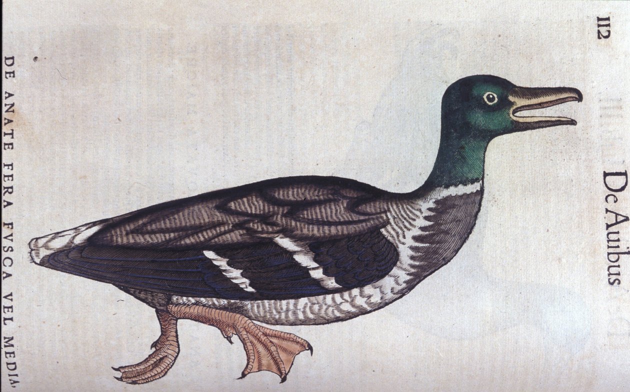 Le canard souchet dans Historia Animalium de Conrad Gesner (1516 - 1565), Tiguri - Unknown artist