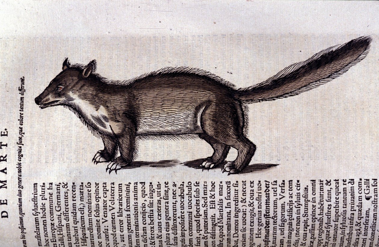 La martre dans Historia Animalium de Conrad Gesner, Tiguri - Unknown artist